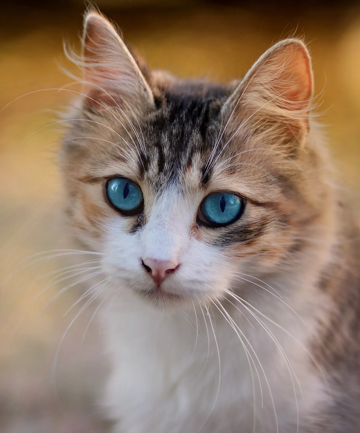 Cats category
