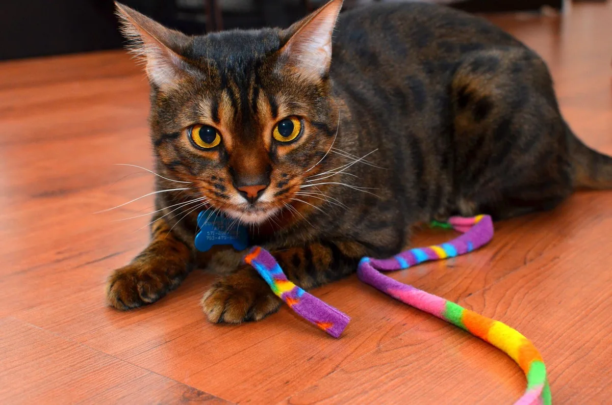 Catnip Wand