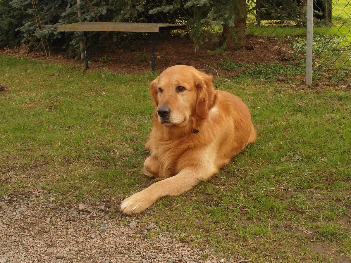 Dogs category