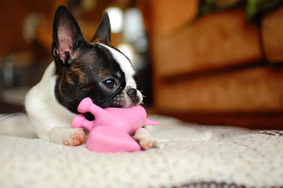 Plush Pig Toy