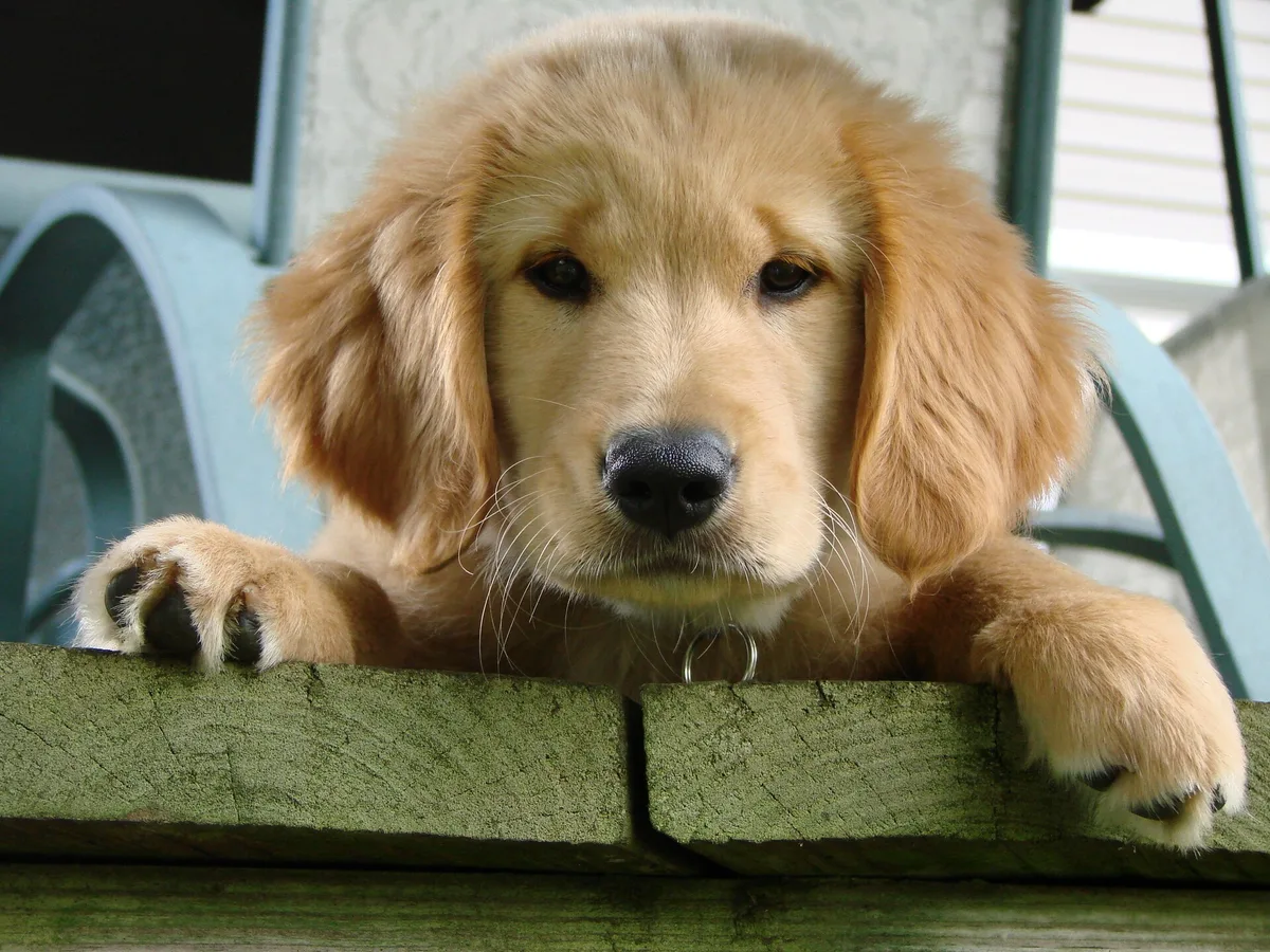 Golden retriever puppy resting its paws on a wooden ledge